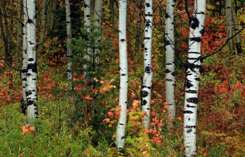 Картинка природа лес роща деревья осина ель листья осень