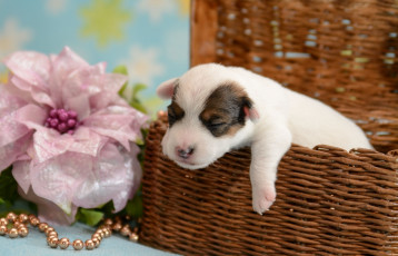 Картинка животные собаки щенок кроха цветок корзина