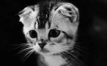 Картинка маленькая+котейка +вислоухий животные коты вислоухий маленькая котейка