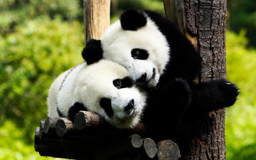 Картинка пандухи животные панды