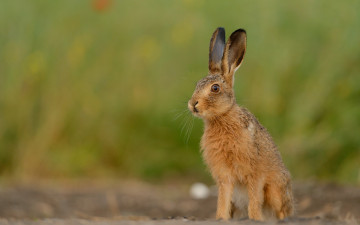 Картинка животные кролики +зайцы взгляд