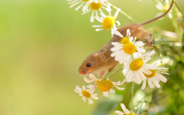 Картинка животные крысы +мыши природа лето harvest mouse