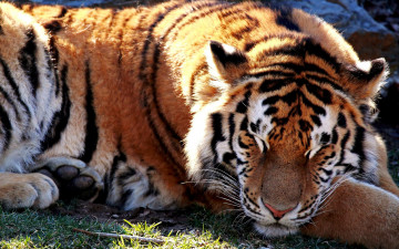 Картинка животные тигры тигр зверь спящий свет солнце