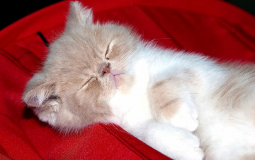 Картинка животные коты котёнок персидский сон