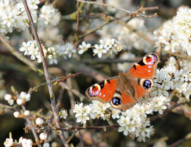 Обои картинки фото животные, бабочки,  мотыльки,  моли, цветы, бабочка, дерево, весна