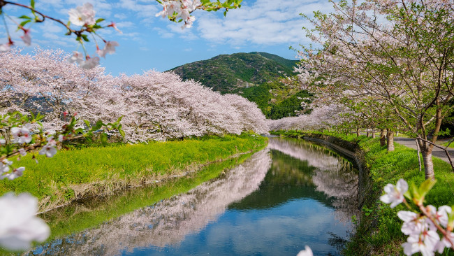 Обои картинки фото природа, реки, озера, цветущие, деревья, река, весна, красота