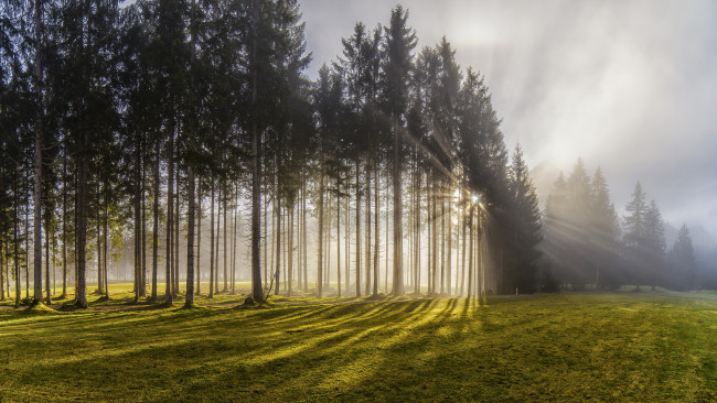 Обои картинки фото природа, восходы, закаты, австрия, лес, деревья, солнце, свет, лучи, туман