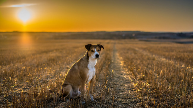 Обои картинки фото животные, собаки, собака, закат, поле, взгляд