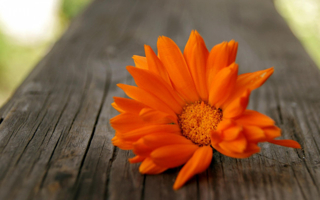 Обои картинки фото цветы, календула, доски, цветок, оранжевый