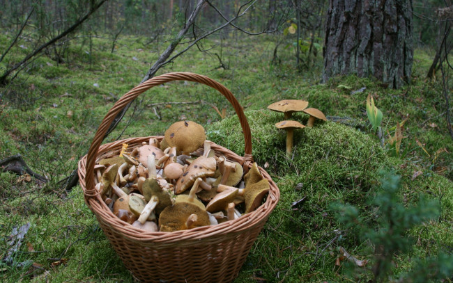 Обои картинки фото еда, грибы,  грибные блюда, лес, природа, прогулка, осень, мох, корзина