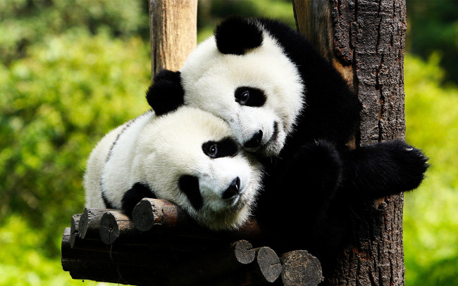 Обои картинки фото пандухи, животные, панды