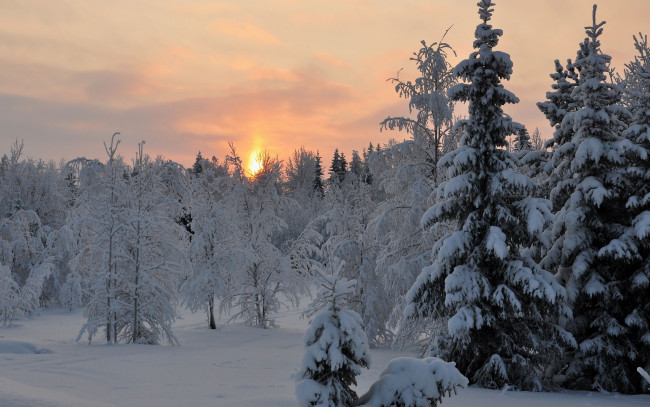 Обои картинки фото закат, природа, зима, лес