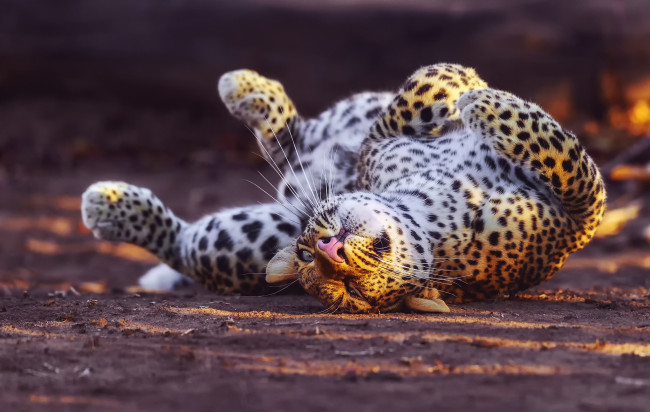 Обои картинки фото животные, леопарды, леопард, вывернулся, играет, большая, кошка
