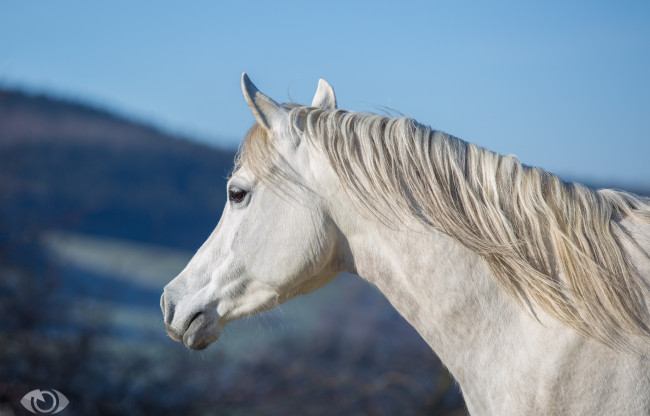 Обои картинки фото автор,  oliverseitz, животные, лошади, морда, конь, небо, белый, грива, шея, профиль