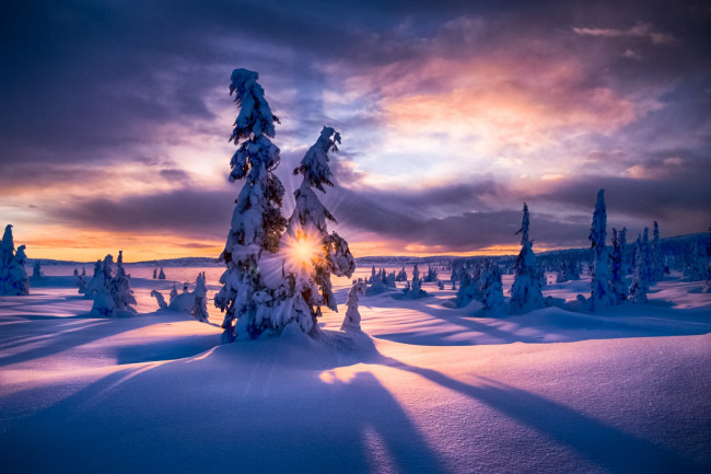 Обои картинки фото природа, зима, лес, рассвет, снег