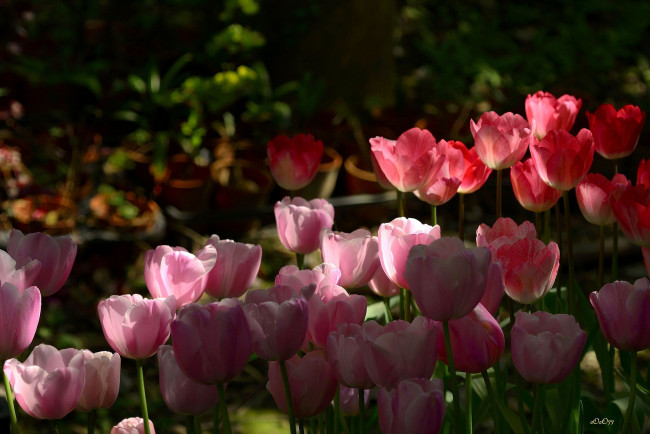 Обои картинки фото цветы, тюльпаны, клумба