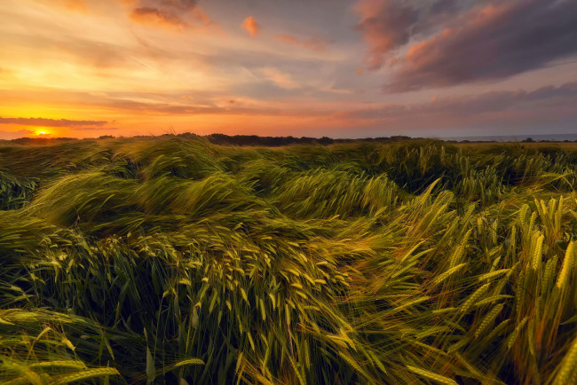 Обои картинки фото природа, поля, лето, июнь, вечер, закат, небо, солнце, поле, пшеница
