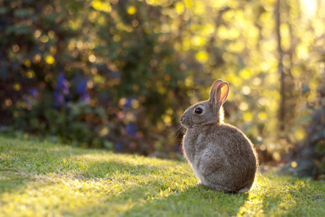 Обои картинки фото животные, кролики,  зайцы, малыш, луг, кролик
