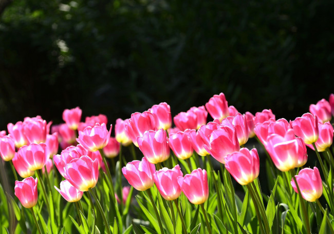 Обои картинки фото цветы, тюльпаны, розовые, клумба