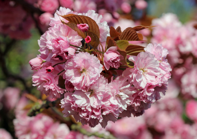 Обои картинки фото цветы, сакура,  вишня, весна, розовые, ветка, макро