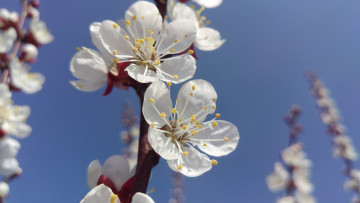 Картинка цветы цветущие+деревья+ +кустарники апрель слива весна 2018