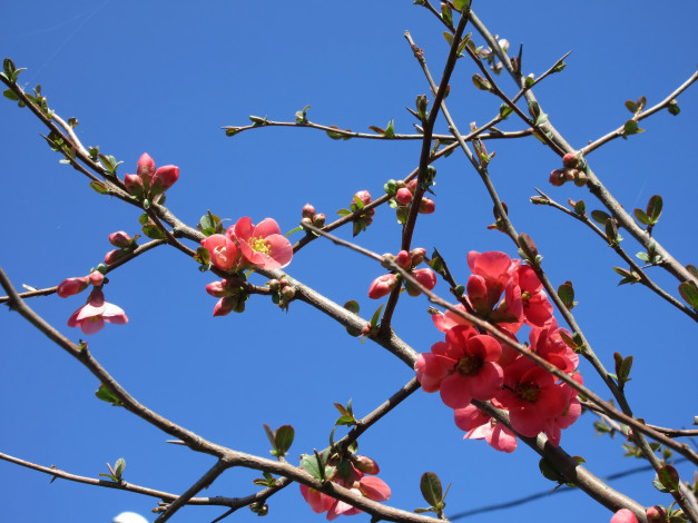 Обои картинки фото цветы, айва, весна, 2018