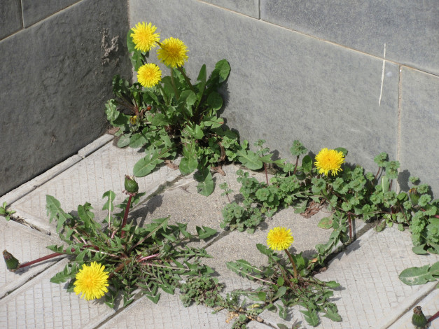 Обои картинки фото цветы, одуванчики, весна, 2018