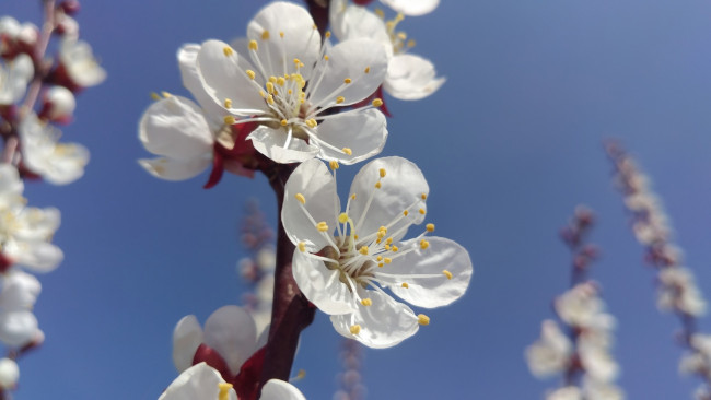 Обои картинки фото цветы, цветущие деревья ,  кустарники, апрель, слива, весна, 2018
