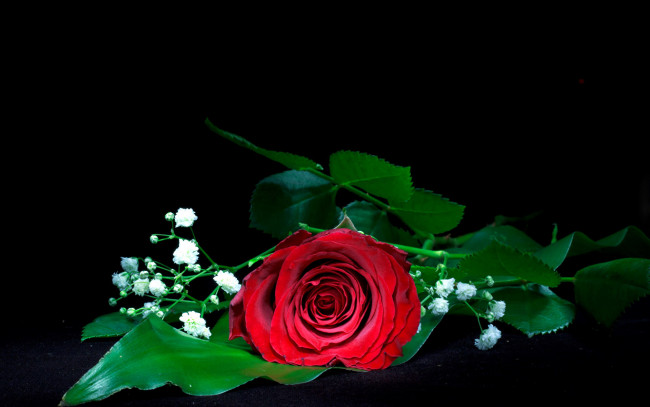 Обои картинки фото цветы, розы, одиночка