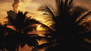 обоя природа, тропики, пальмы, море, закат