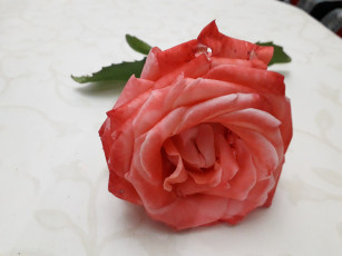 Картинка цветы розы персиковая роза одинокая