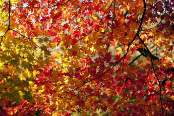 обоя природа, листья, осень, клен