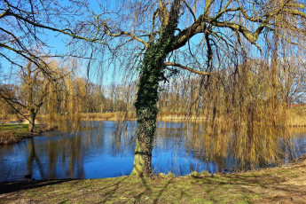 Картинка природа реки озера река деревья весна