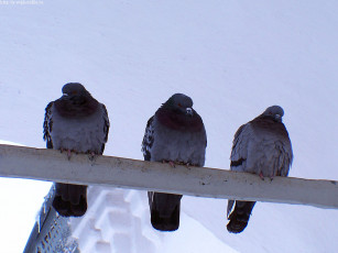 Картинка голуби посиделки на троих животные