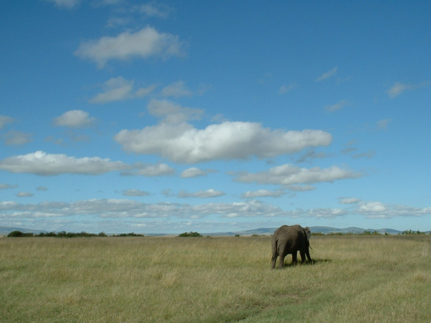 Обои картинки фото животные, слоны