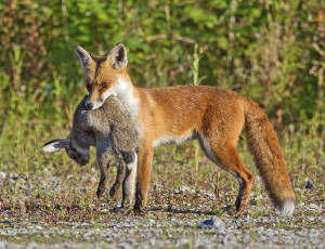 Картинка животные лисы охотница заяц добыча