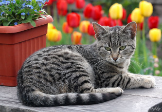 Картинка животные коты котейка цветы