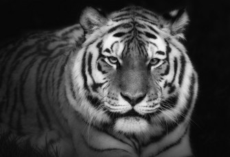 Картинка животные тигры красавец портрет