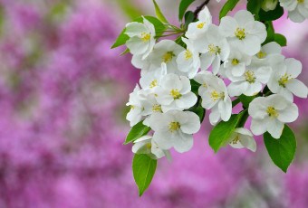 Картинка цветы цветущие деревья кустарники цветение весна ветка