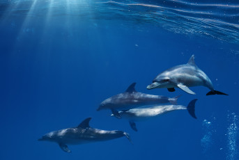 Картинка животные дельфины лучи море