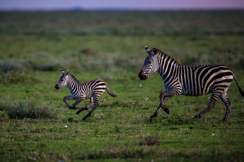 Картинка животные зебры мама малыш бег полосатые
