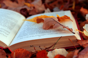 Картинка разное канцелярия книги осень листья книга
