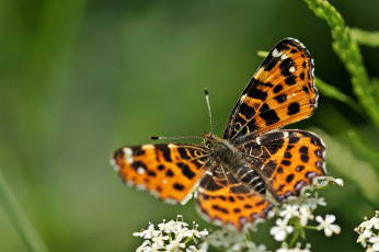 Картинка животные бабочки пестрокрыльница изменчивая летняя цветы макро