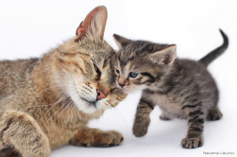 Картинка животные коты любовь малыш мама