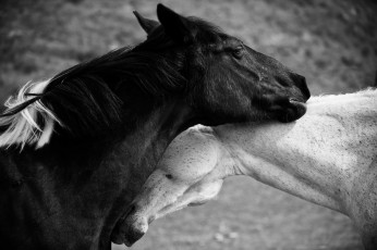 Картинка животные лошади любовь