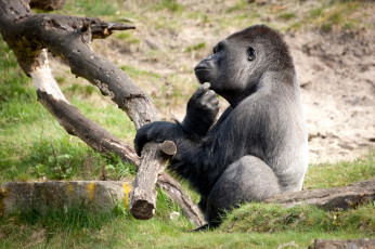 Картинка животные обезьяны горилла раздумья забавный