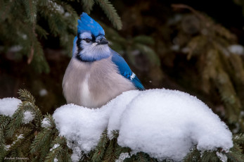 Картинка животные сойки снег голубая сойка