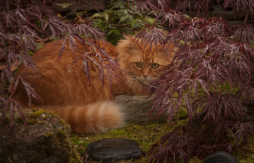 Картинка животные коты листья ветки рыжий кот