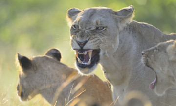 Картинка животные львы львица оскал ярость клыки