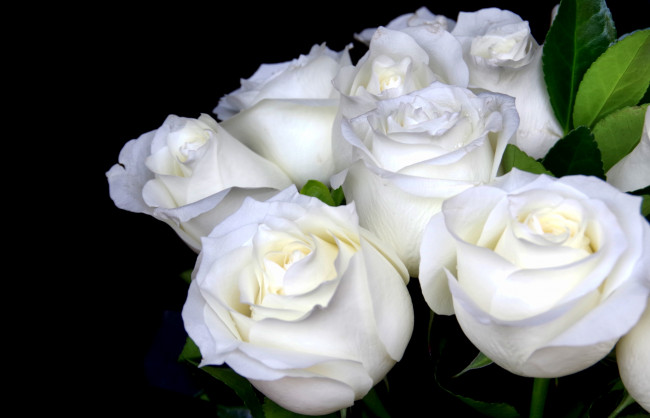 Обои картинки фото цветы, розы, букет, белый